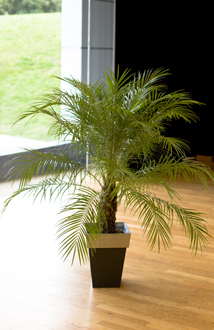 Location de plantes