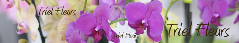 Triel fleurs Créateur Floral