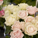 Offrir des Roses